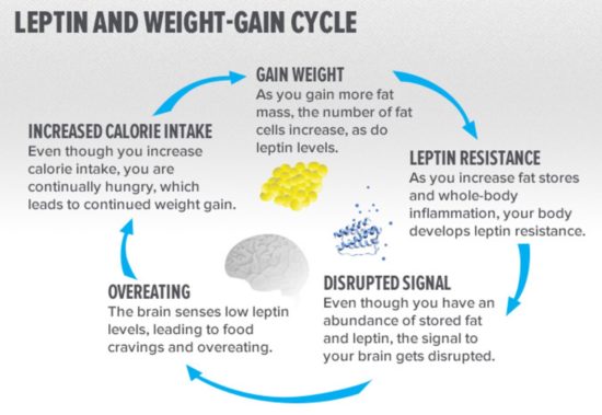 Leptin Resistance 1 550x379 1