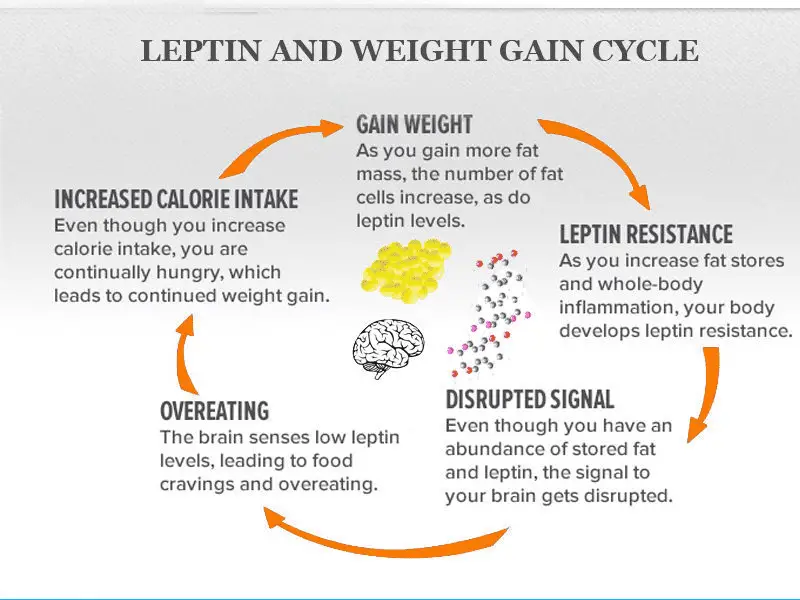 leptin and weight gain cycle