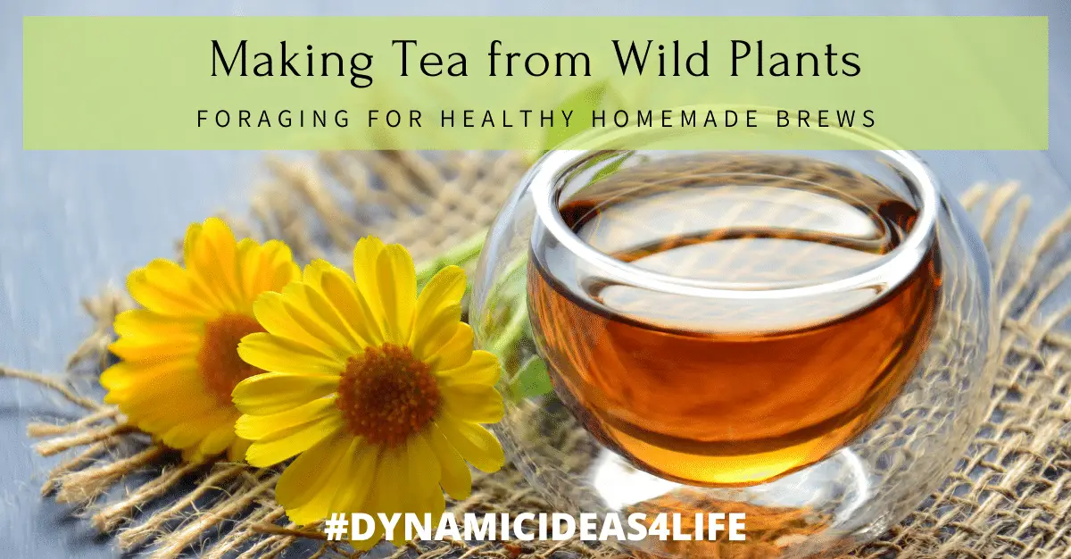 Making Tea from Wild Plants