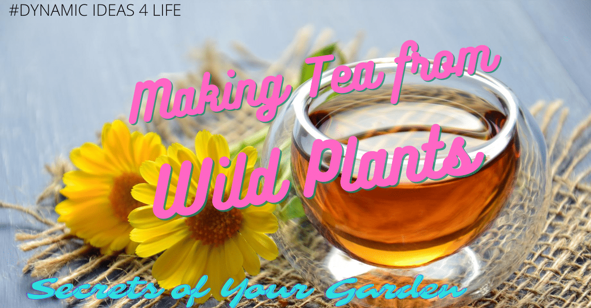 making-tea-from-wild-plants-secrets-of-your-garden