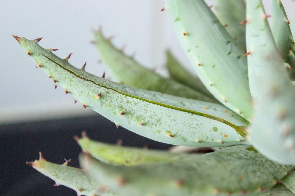 Aloe vera juice benefits for weight loss