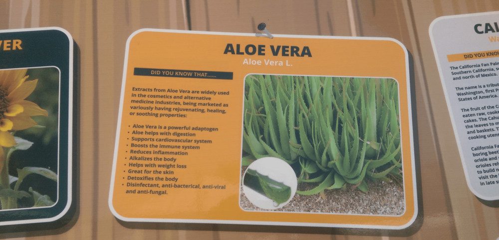 Aloe Vera Juice for Weight Loss