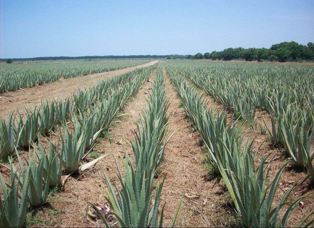 Aloe vera field