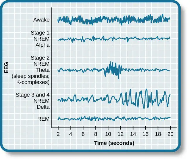 Benefits of restful sleep NREM delta
