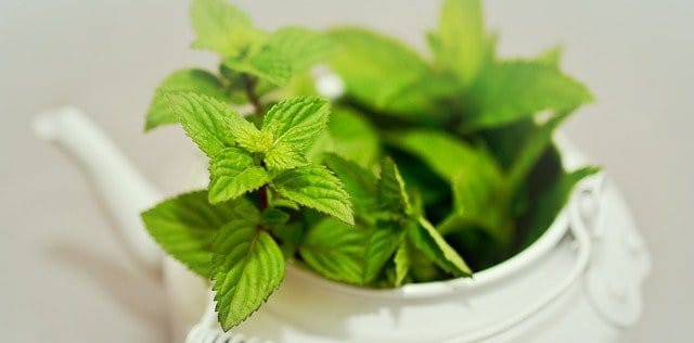 peppermint oil for better oral health