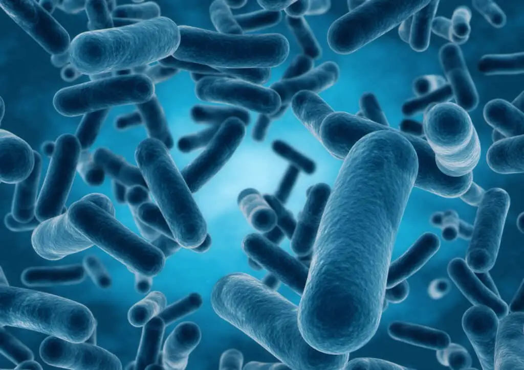  Lactobacillus Bacteria Found Inside Probiotics