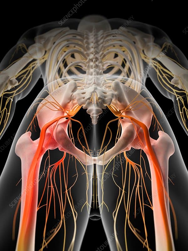 Sciatic Nerve