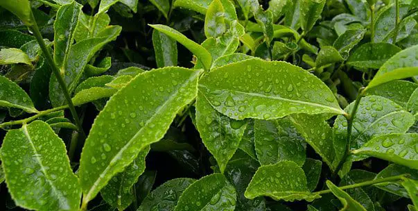 green tea leaf extract in java burn