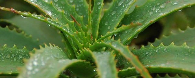 aloe vera gel for psoriasis