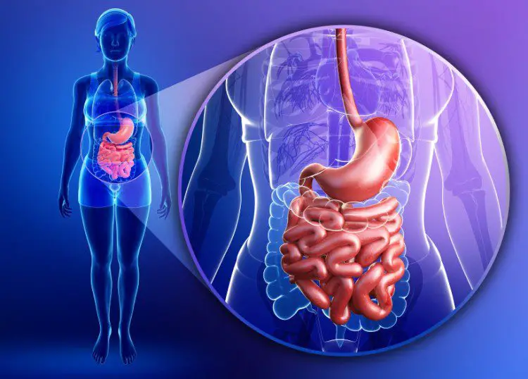digestive health and probiotics