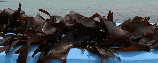 kelp brown seaweed for constipation
