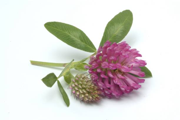 red clover for constipation cleanse