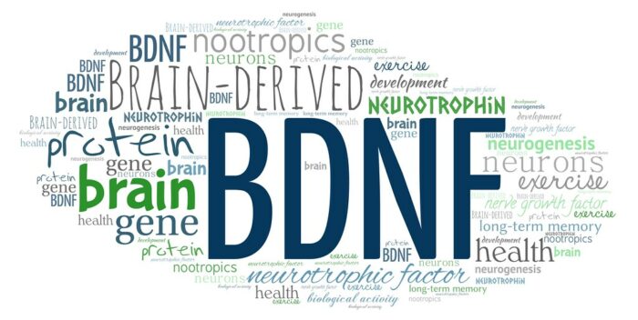 Explaining what BDNF means for brain health and related terms