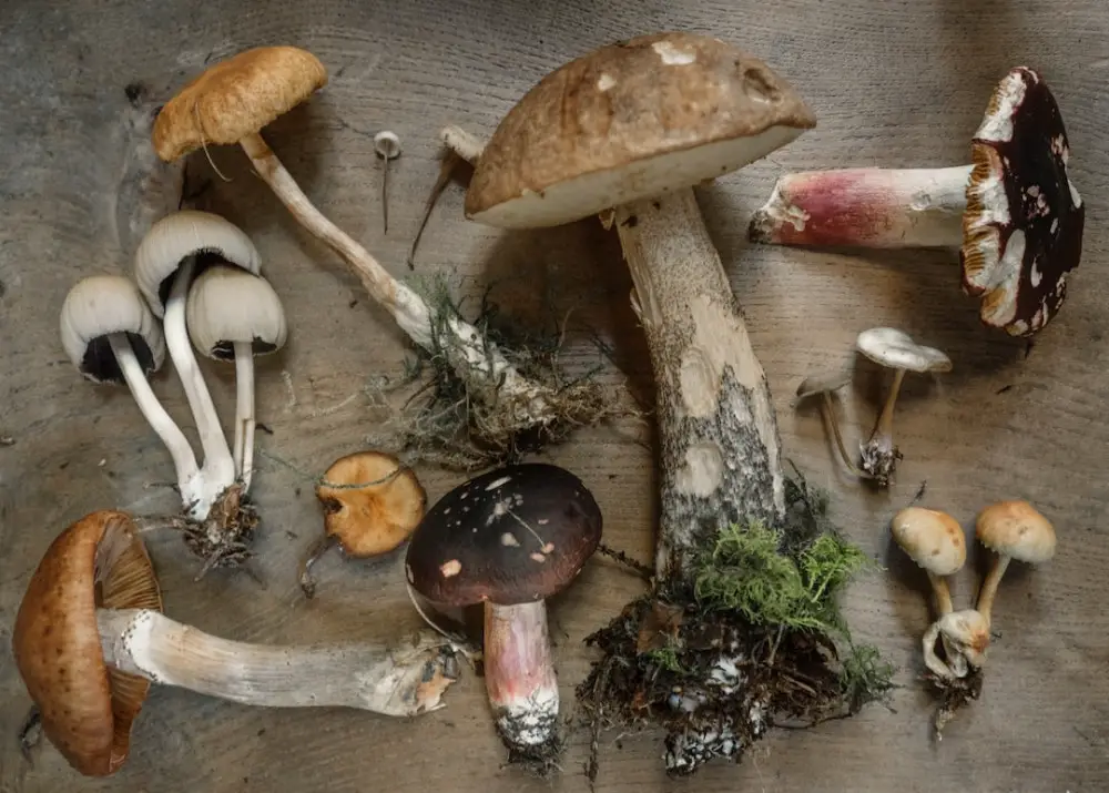 how to use mushrooms in your healthy diet