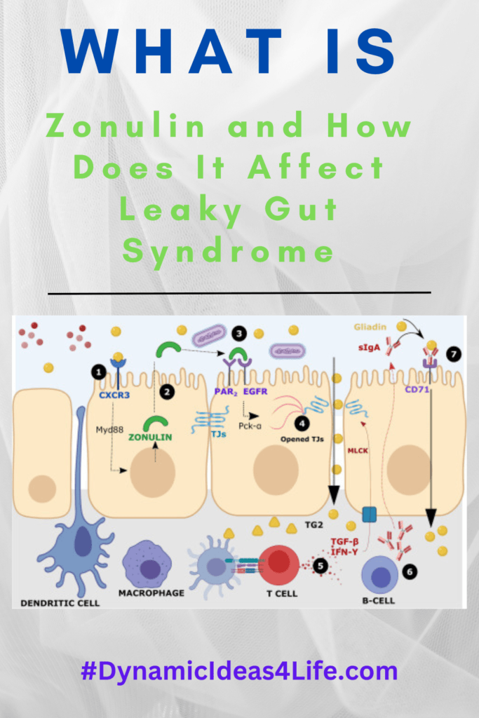 what is zonulin and how does it affect intestinal permeability
