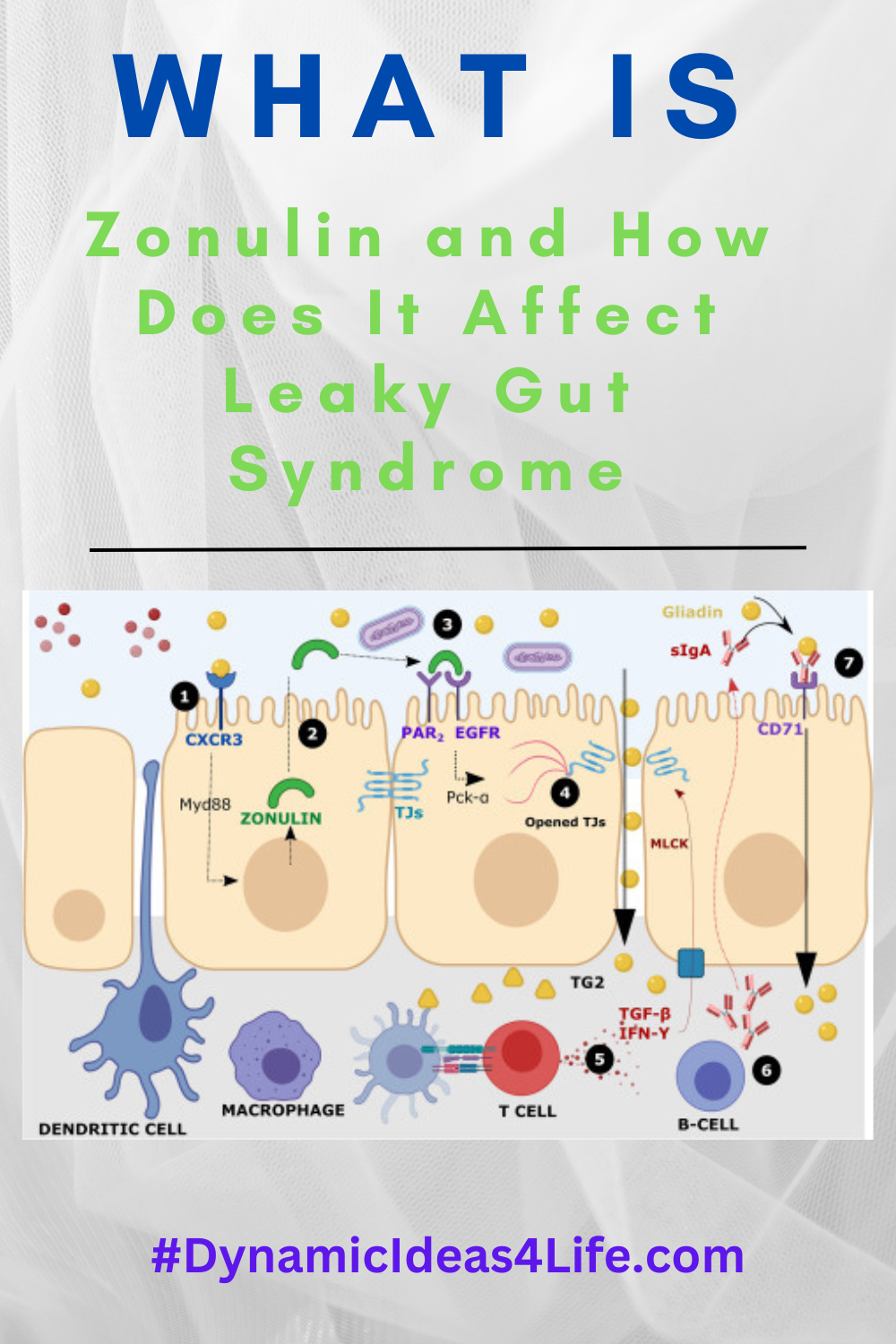What Is Zonulin and How Does It Affect Leaky Gut Syndrome