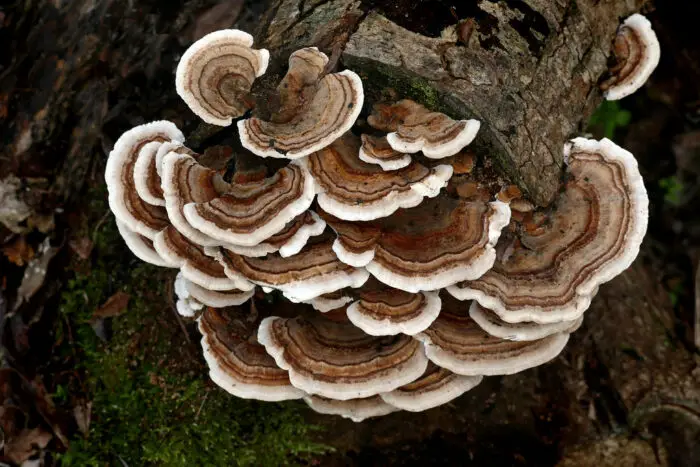wild turkey tail mushrooms