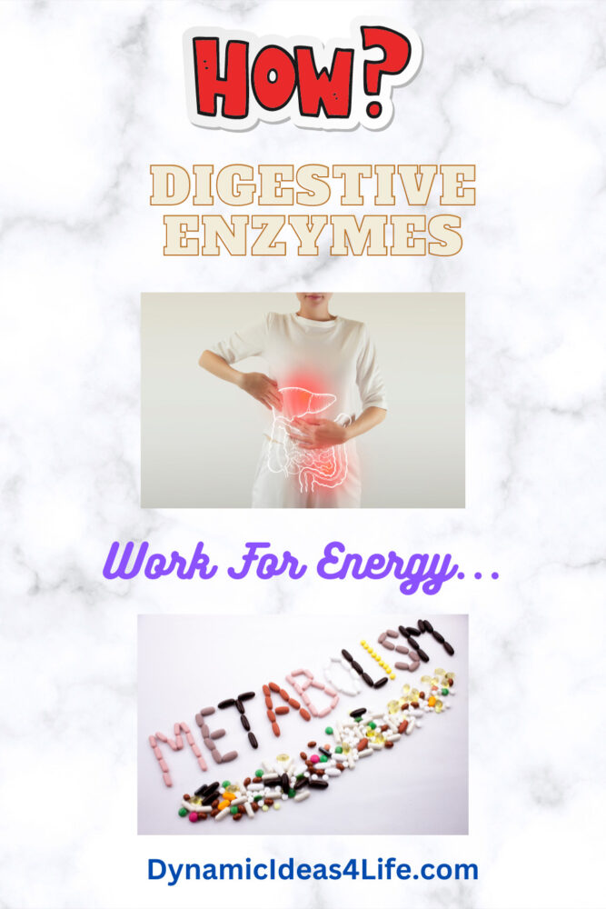 how do digestive enzymes work for energy metabolism