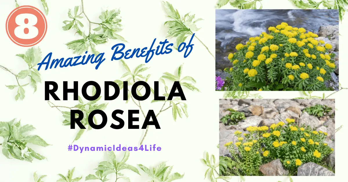 8 Amazing Benefits of rhodiola rosea (1)