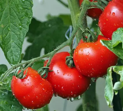 tomatoes and acid reflux