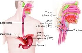 Stomach diagram