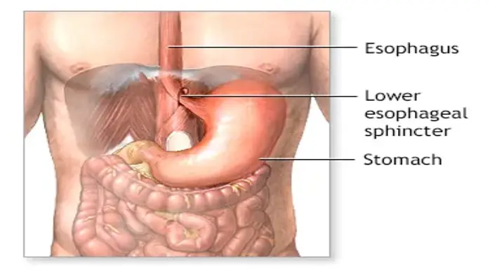 the esophagus and LES