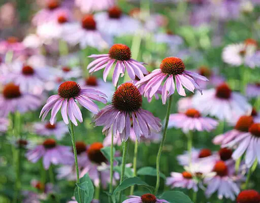 Echinacea Supplements for Immune Support