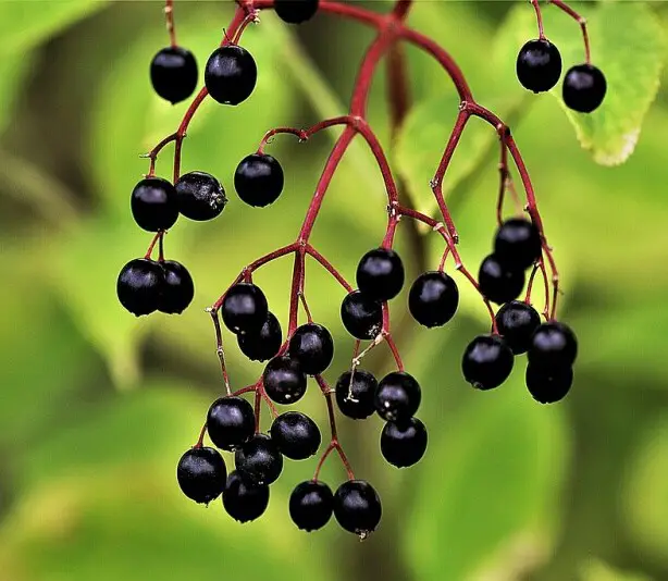 elderberry supplements for immune health