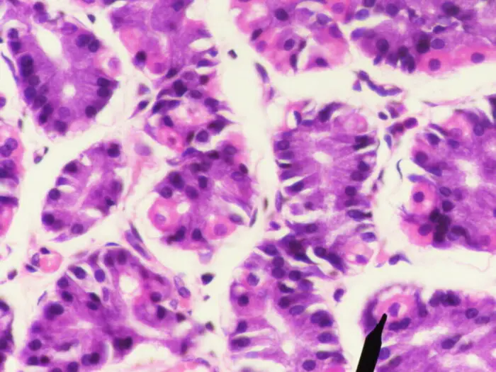 parietal cells under microscope