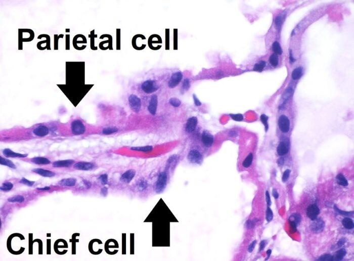 parietal cells under microscope