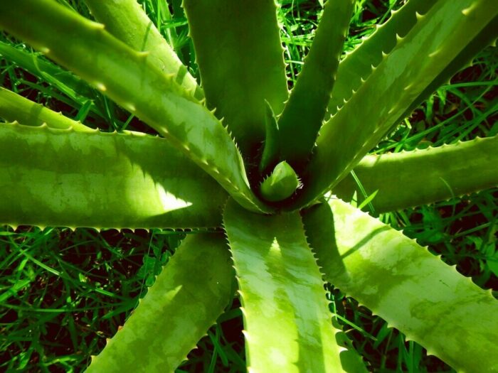 aloe vera for immune system support