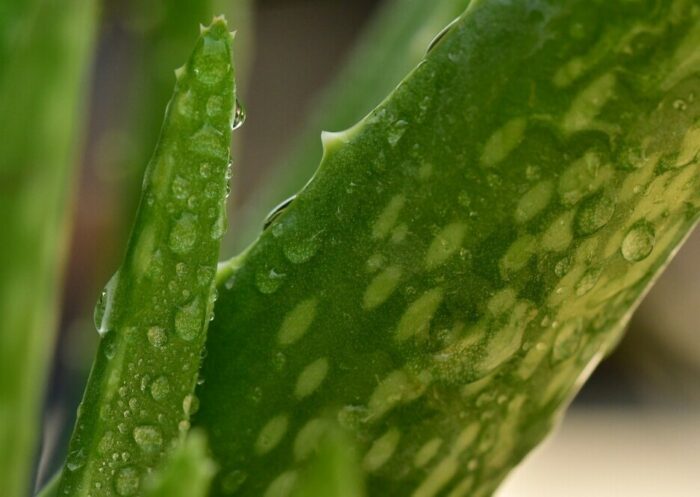 aloe vera health