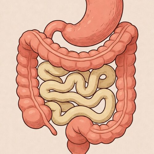 Diagram showing the stomach and intestines and how stomach acid supports digestion