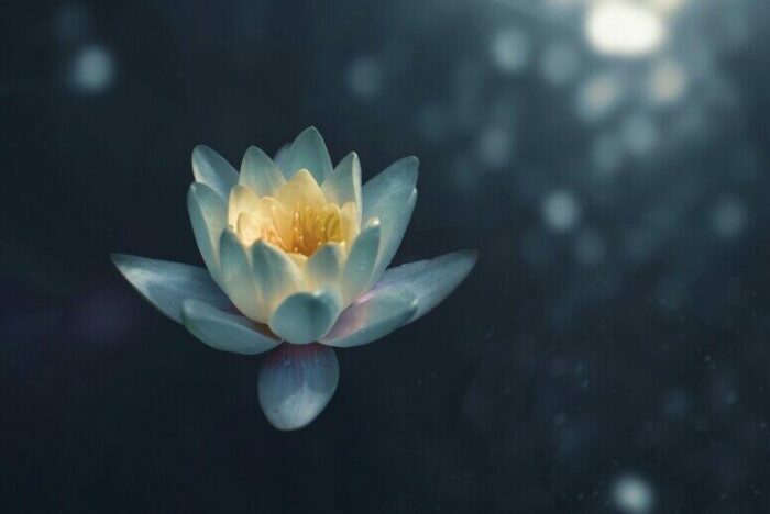 Lotus flower signifying meditating at home as part of a mindfulness practice for stress relief