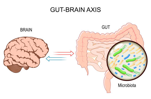 “Gut-brain axis diagram showing connection between microbiome, stress, and jet lag”