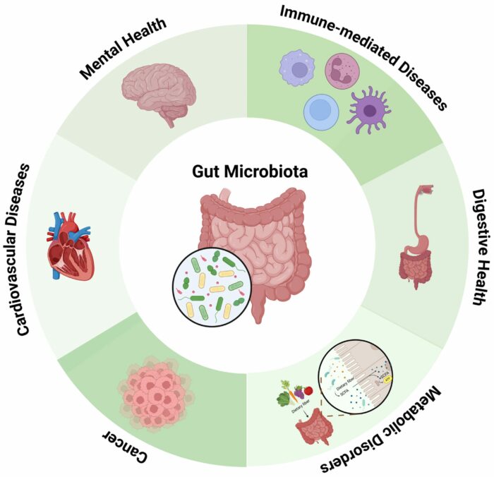 gut bacteria role in digestion immunity and mental health illustration