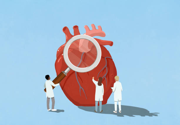 cardiologist doctors holding large magnifying glass over heart