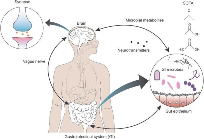 gut brain axis jet lag digestion mood connection